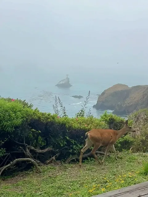 Mendocino Mini-Bible: 48 Hours of Cliffs, Redwoods & Michelin Waves