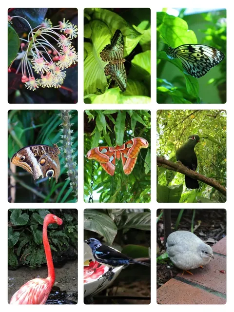 Key West Butterfly Garden 🦋🌴 