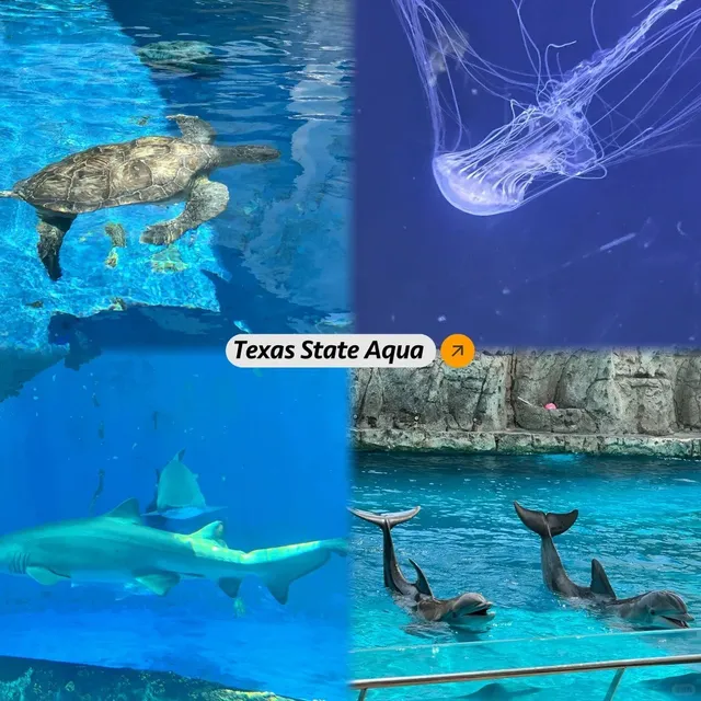 🌊 Corpus Christi Travel Guide