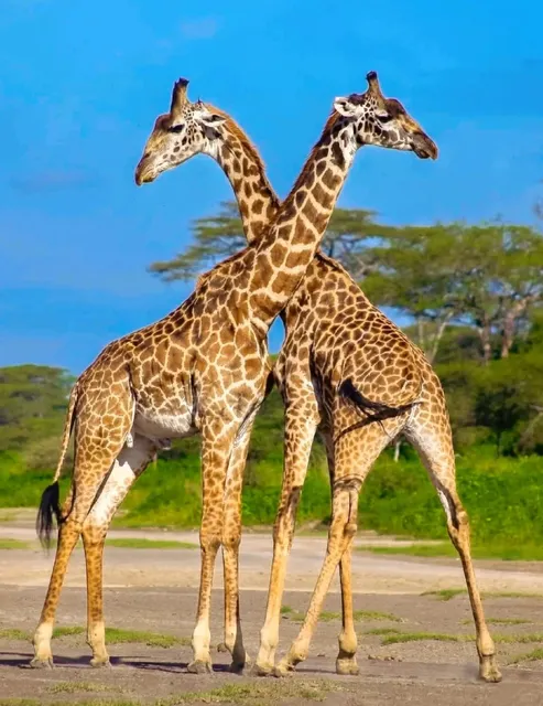 Hidden "Little Kenya" Near London! 🦒✨ 