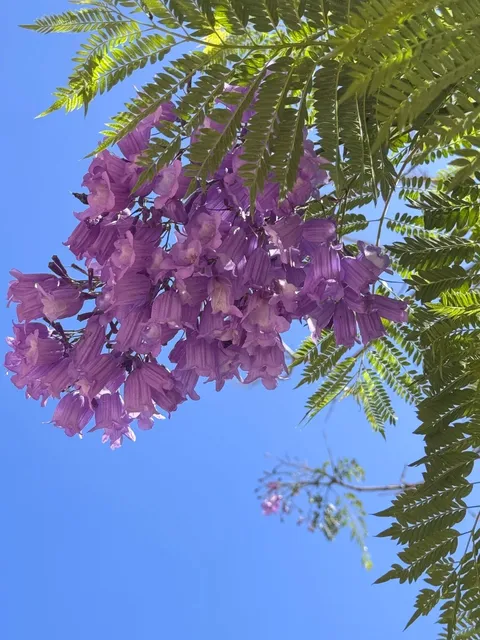 The Enchanting Purple-Blazed Streets of Bendigo ！！💜🌸
