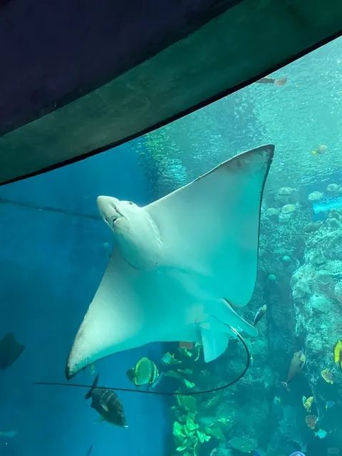 ✨Long Beach One-Day Trip｜A Lazy Guide to Scenery & Food✨