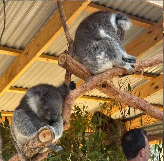 A guide to Adelaide🍁| Sunset by the Sea · Market Town · Minibuses