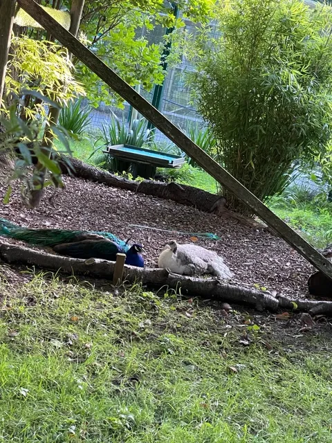 🇬🇧 Jesmond Dene: Newcastle’s Secret Wildlife Escape! 🌿🦌