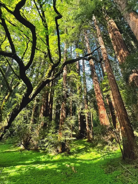 Weekend Escape: Redwood Therapy + Japanese Tea Garden Bliss 🌲🍵  