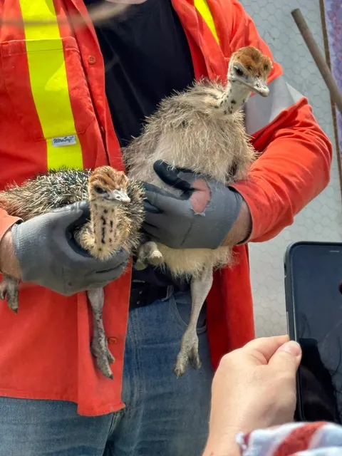 ​​🦩 Toronto's Most Unexpectedly Adorable Day Trip! 🦚​​