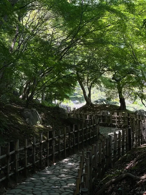 Takamatsu | Cherry Blossom Hunting Success(2)🌸