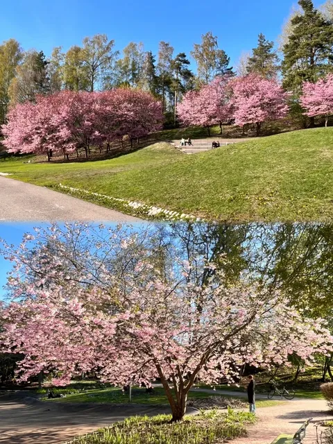 🌸 Cherry Blossom Spots in Helsinki, Finland! 🌸