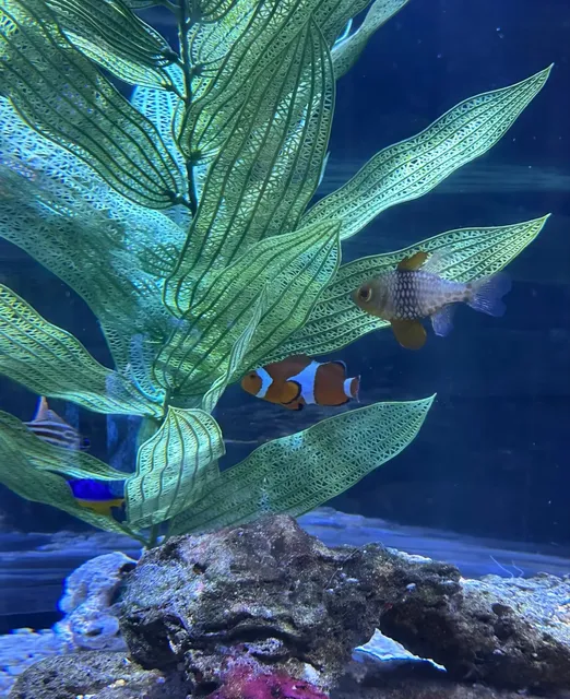 The Mini Train at Houston Downtown Aquarium Is So Fun to Ride