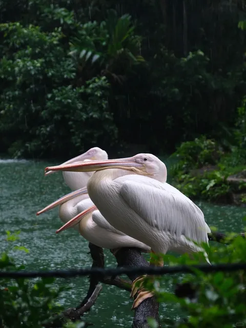  How to Choose Among Singapore's Four Major Zoos for Summer Vacation? 