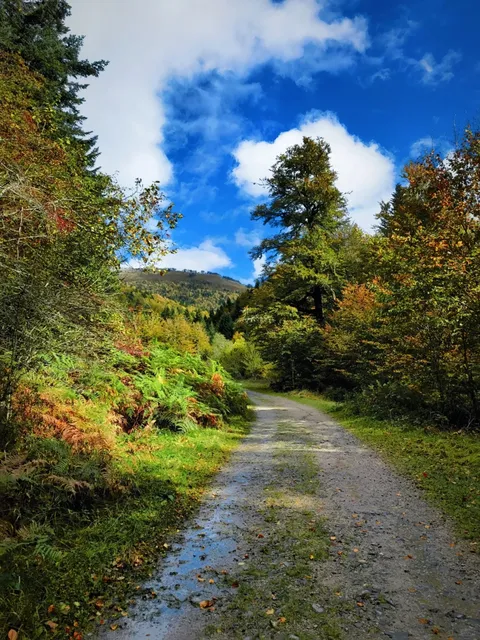 Nobody Should Miss the Breathtaking Beauty of This Forest