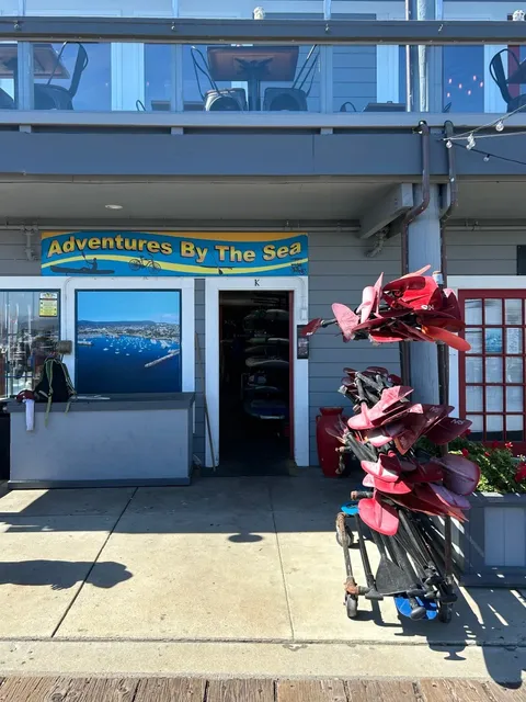 🇺🇸 Monterey｜Ultimate Sea Otter Watching Guide 🦦