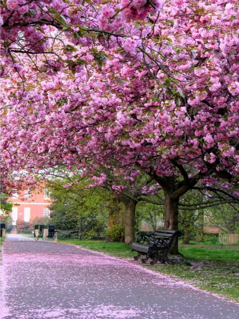  Greenwich Park's Cherry Blossoms Are in Full Bloom 🌸 