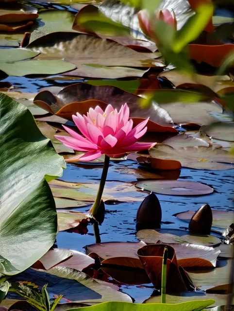 🇨🇦 Beaver Lake in Stanley Park 