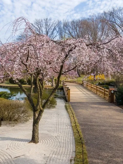Where Cherry Blossoms Welcome Spring!