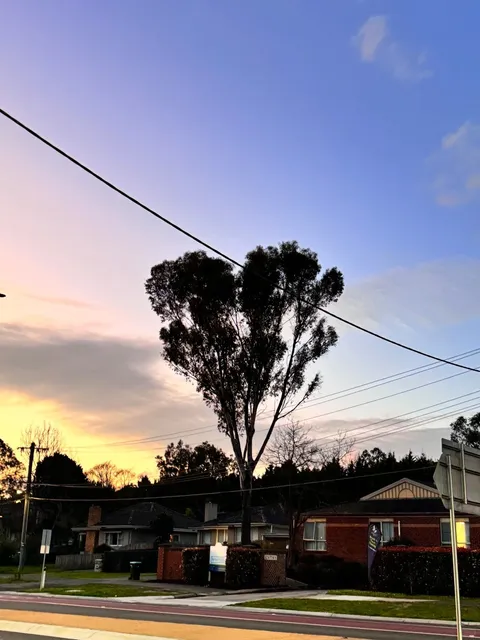  Australia | Watch Wild Kangaroos Brawl in Melbourne Park! 🦘