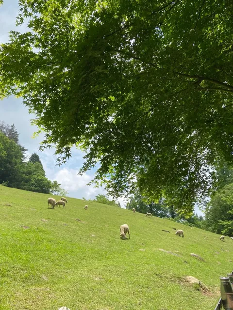 A Day Trip to Kobe's Rokko Mountain Ranch and Suma Aqualife Park (1)🌿