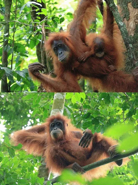 Indonesia | Trekking with the Rainforest's True Locals 🌿