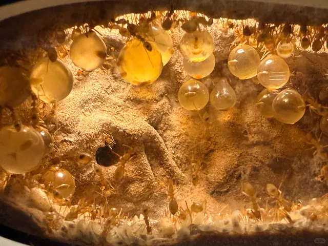 NOLA｜🦋 Aquarium + Insectarium: The Ultimate Combo Guide! 🔥