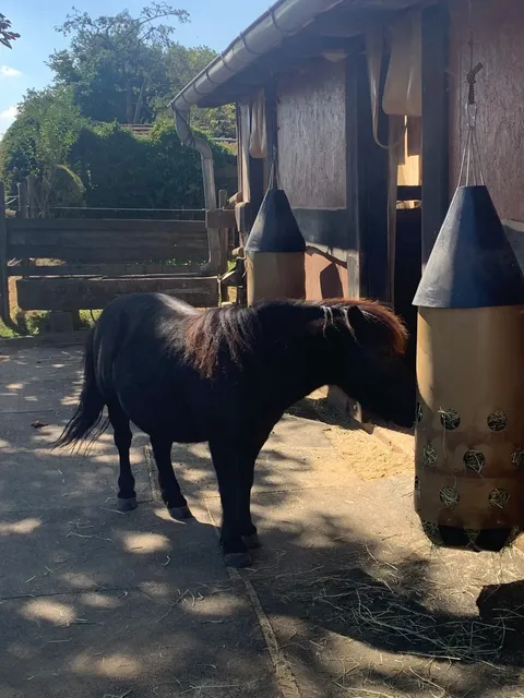 🇩🇪 Stuttgart Day Trip: Alpine Coaster + Lakeside Fun! 🚗🌲