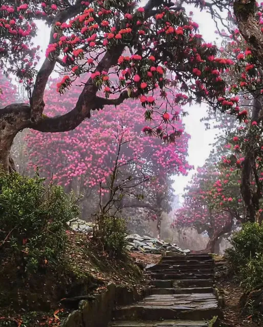 A Fantastic Journey Through the Rhododendron Sea | Nepal Hiking Flower