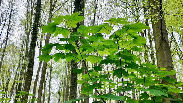 🇧🇪 Hiking | Hallerbos Forest in Halle 🌳📍