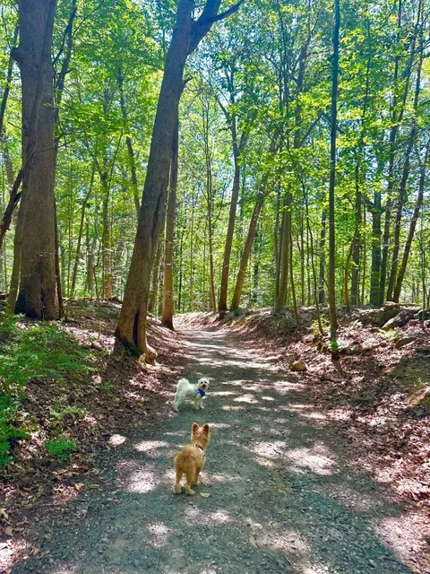 Hacklebarney State Park | NJ’s Doggy Summer Paradise 🌲🐕  