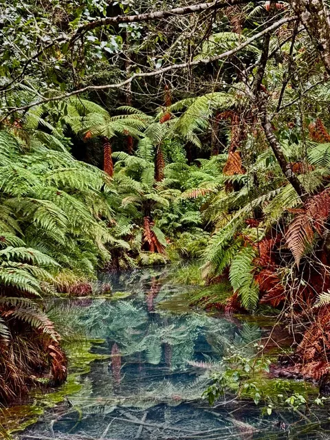 🇳🇿 Rotorua's Redwoods & Agrodome Farm - Nature & Farm Fun!