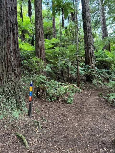 🇳🇿 Rotorua’s Redwoods Treewalk | Nature’s Cathedral