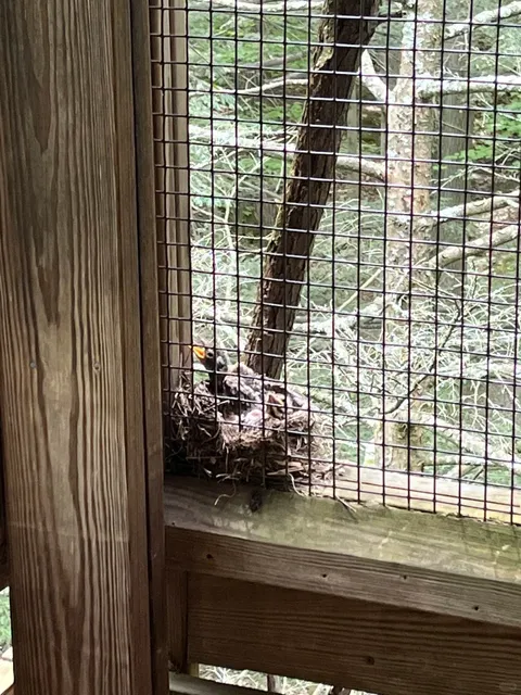 🌿 Ithaca’s Healing Treehouse Escape ✨