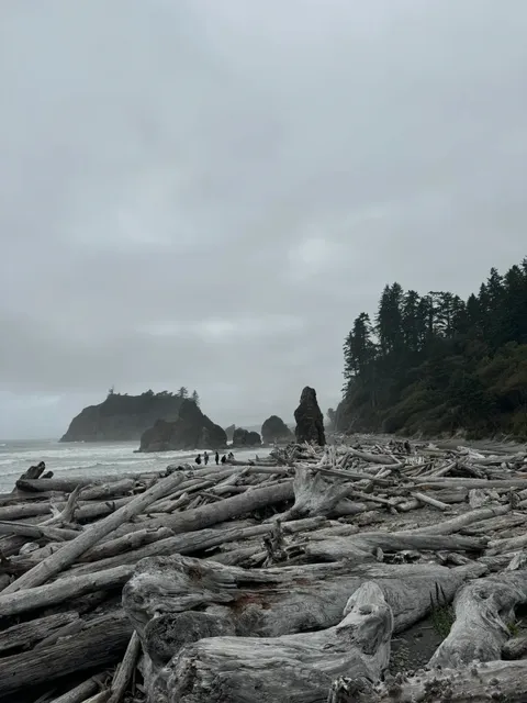 Olympic National Park Lazy Explorer's Guide 🚗🌲🌊