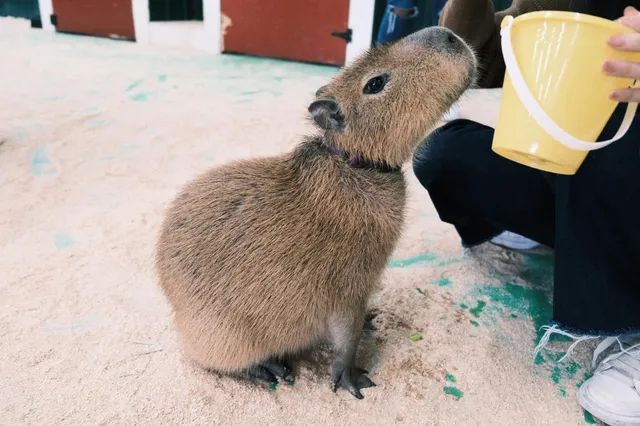 Seattle | The Capybaras at This Petting Zoo Are Too Cute!
