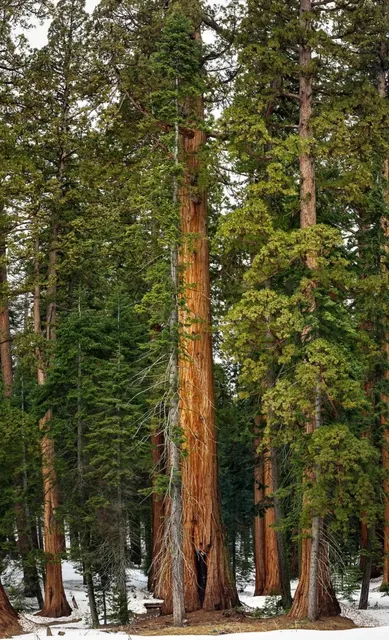 Step into the Kingdom of Giants