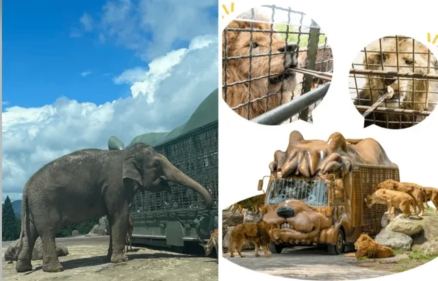 Fukuoka City Zoo and Botanical Garden Night Event is Here! 🌟