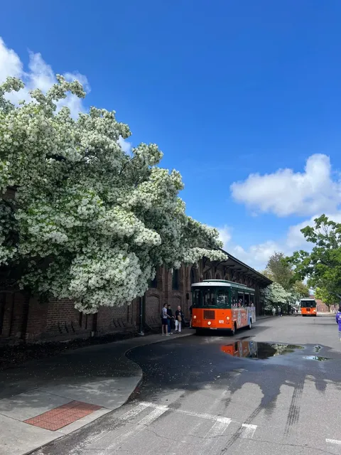 A Peaceful Half-Day in Savannah！ ☁️🌸