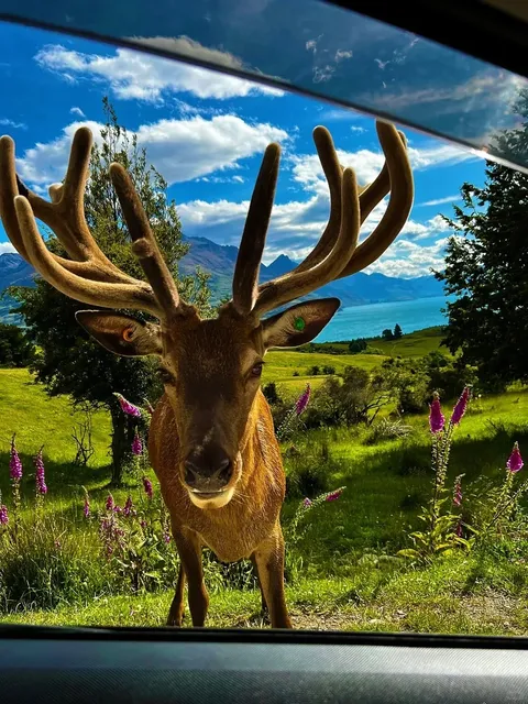 🇳🇿 Queenstown, NZ | Healing Moments in the Adventure Capital