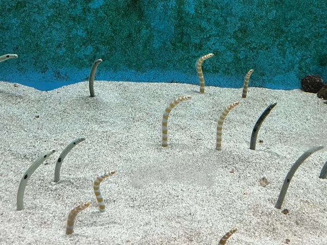 🌵 Tucson, Arizona | The Desert Museum Adventure 🏜️