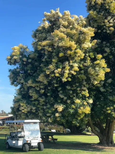 🌳🌸🌼 The Ultimate Guide to the Unmissable Botanical Garden 🌼🌸🌳