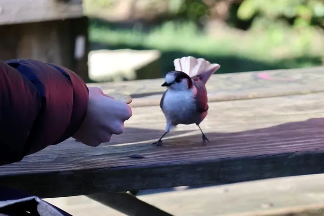 🌞🏔️🦫 Zozo｜A Perfect Day in Seattle