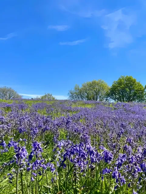 Birmingham May｜Park Hike｜Bluebells in Bloom🪻
