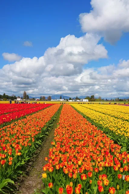 Seattle | A Sea of Daffodils and Tulips