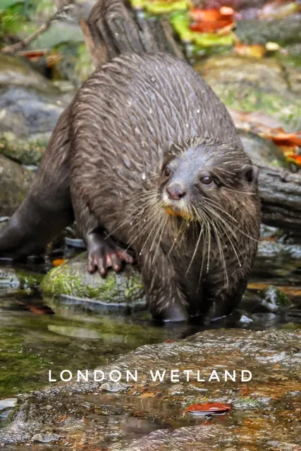 London | London Wetland Centre: Otter Spotting