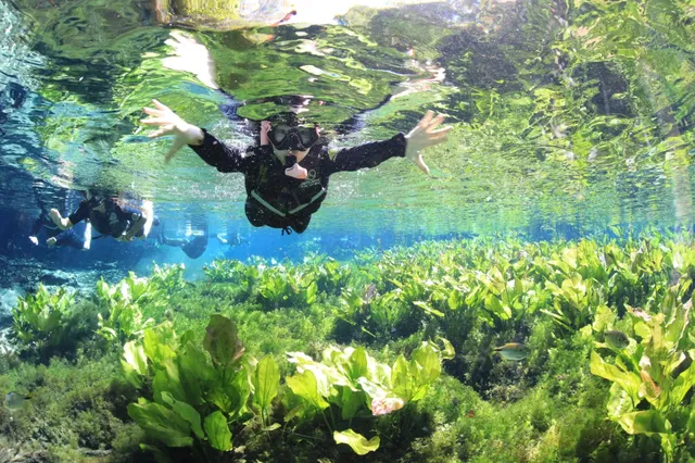 Snorkeling Experiences in Bonito
