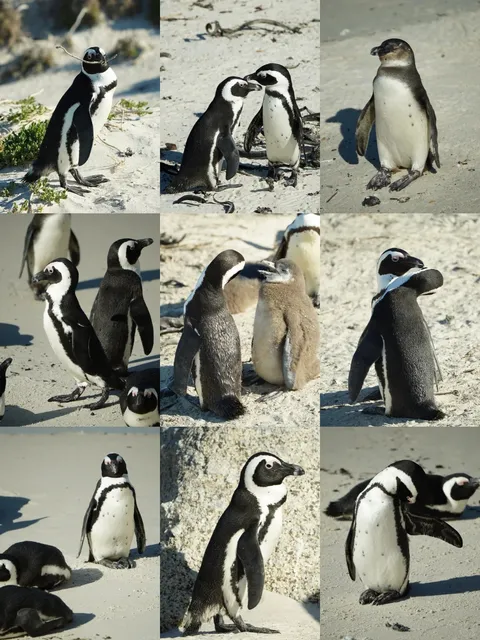 🇿🇦 South Africa | 2-Day Cape Town Itinerary + Safety Tips