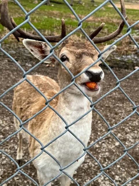 🇨🇦 ​​Toronto Day Trip:   FREE Deer Park Adventure!​​ 🦌🌳