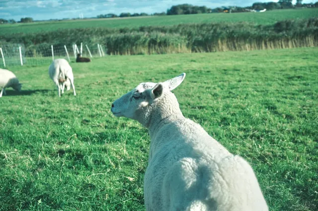 🇳🇱 The Netherlands Untold: Where Northern Harbors Whisper Secrets🙌