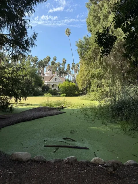 Come See the Peacocks at LA Arboretum! 🦚🌿