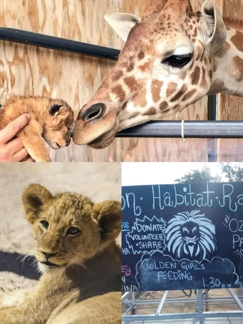 Vegas Family Fun 🦁 Weekend Adventure at a Lion Habitat! 🎉