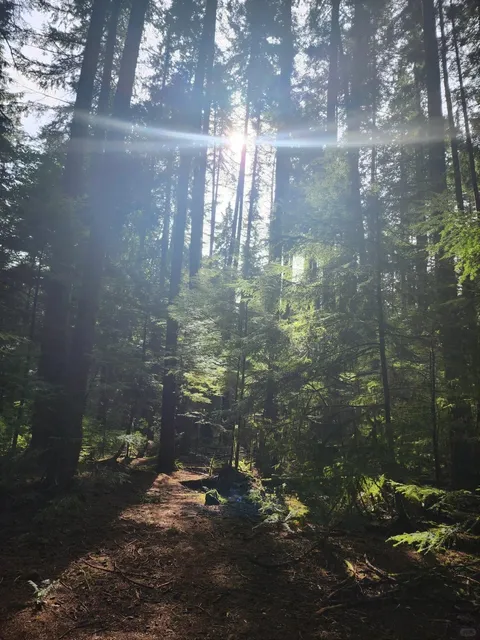 Pacific Spirit Park – My Favorite Escape Near UBC 🌲💙