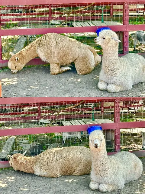 Weekend in the Bay Area｜Just Chillin' Out in the Open with Llamas 🦙